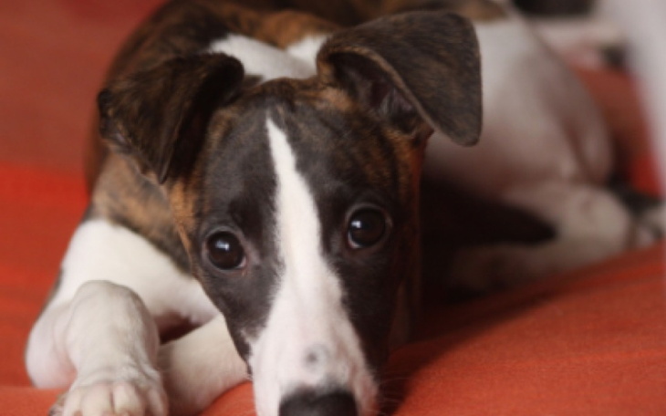 Zbiórka Pomoc dla Psiaków na zimę - zdjęcie główne