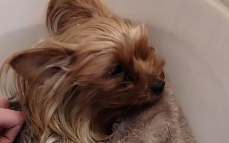 Zbiórka Leczenie pieska po wypadku - zdjęcie główne