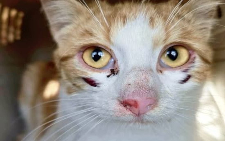 Kot z ranami na twarzy.