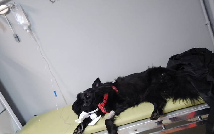 Zbiórka Leczenie Misia-Murzynka - zdjęcie główne