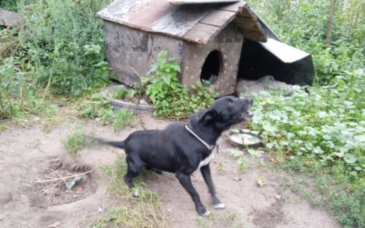 Zbiórka Na karme dla psiaków - zdjęcie główne