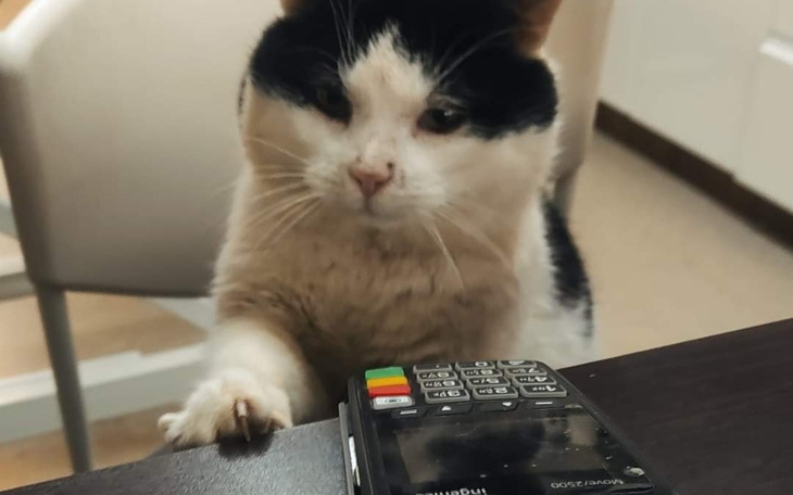 Kot z czarno-białym futrem, dotykający terminala płatniczego.