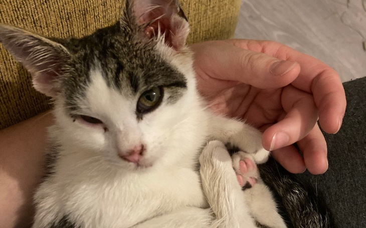 Zbiórka Na leczenie znajdki i Gucia - zdjęcie główne