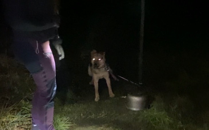 Pies na smyczy, widoczny w ciemności.