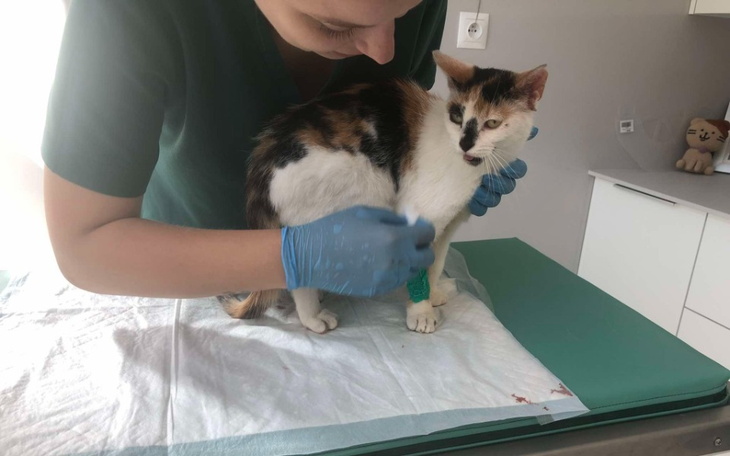 Weterynarz badający kota, dbając o jego zdrowie.