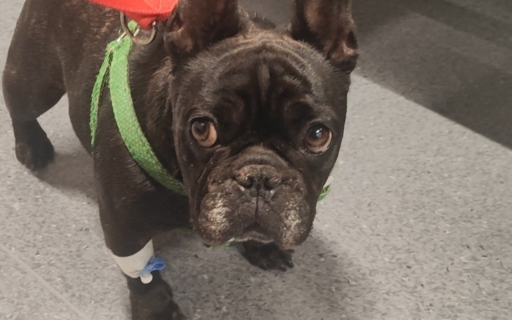 Zbiórka Operacja odcinka szyjnego - zdjęcie główne