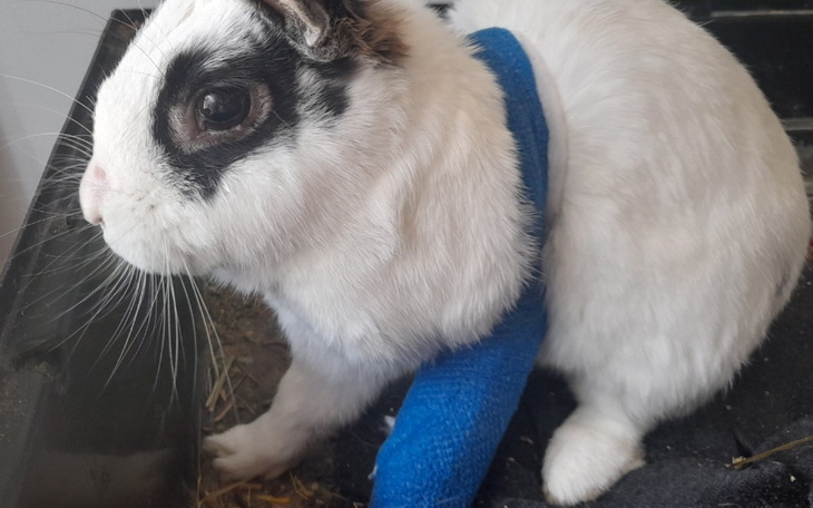 Zbiórka Pomóż króliczkom znaleźć dom - zdjęcie główne