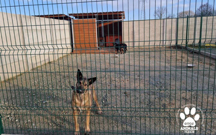 Pies za ogrodzeniem w schronisku.