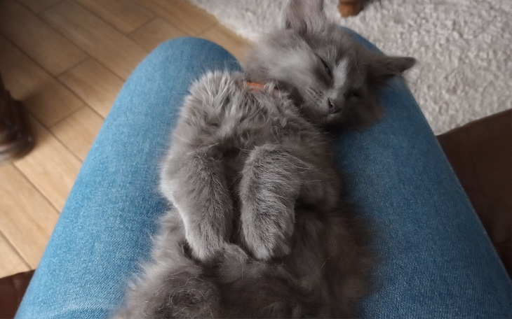 Zbiórka Walka o zdrowie Leona - zdjęcie główne