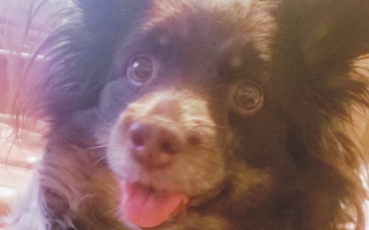 Zbiórka Operacja mojej ukochanej suni - zdjęcie główne