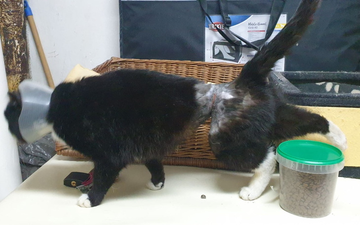 Zbiórka Kot umierający we wnykach - zdjęcie główne