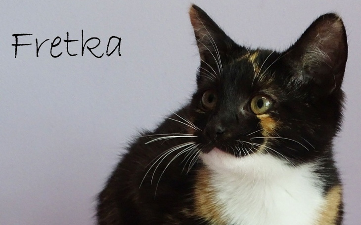 Zbiórka Uratuj kotki.. - zdjęcie główne