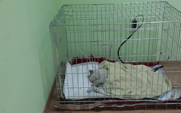 Zbiórka Klatka dla bezdomniaka - zdjęcie główne