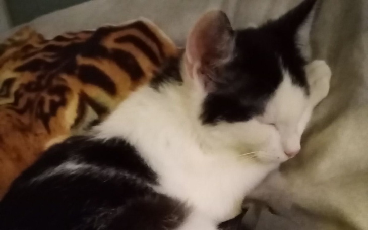 Zbiórka Żakuś-mały kot z wielkim sercem - zdjęcie główne