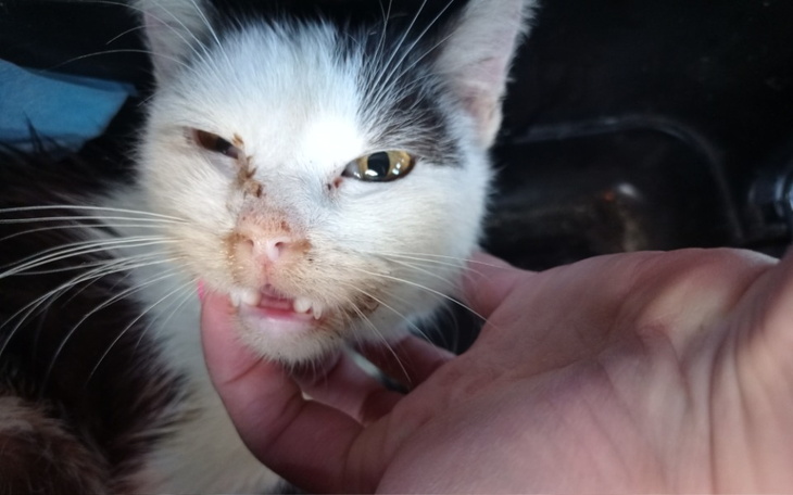 Ranny kot z uszkodzeniami na pyszczku, w rękach opiekuna.