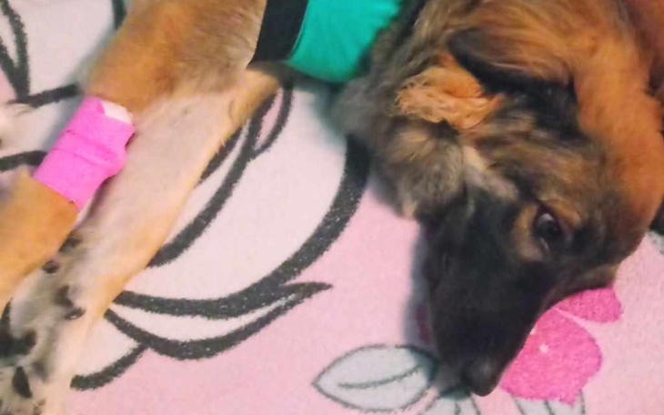 Zbiórka Na opłacenie operacji Miki - zdjęcie główne