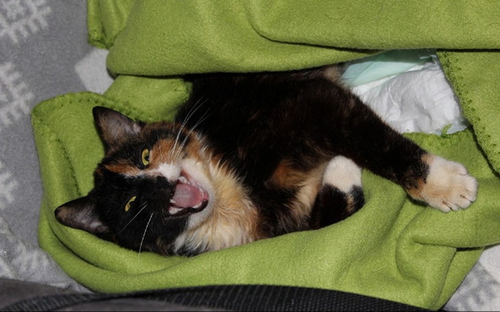 Kot w zielonym kocu, z otwartą buzią, wygląda na zadowolonego.