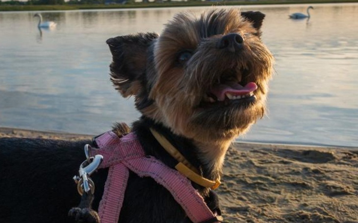 Zbiórka Wsparcie w leczeniu nerek Asti - zdjęcie główne