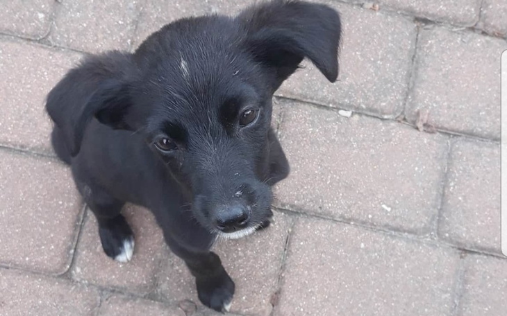 Zbiórka Wesprzyj szczeniaczka z Łukowa - zdjęcie główne