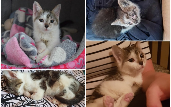 Zbiórka Ineczka walczy o życie - zdjęcie główne