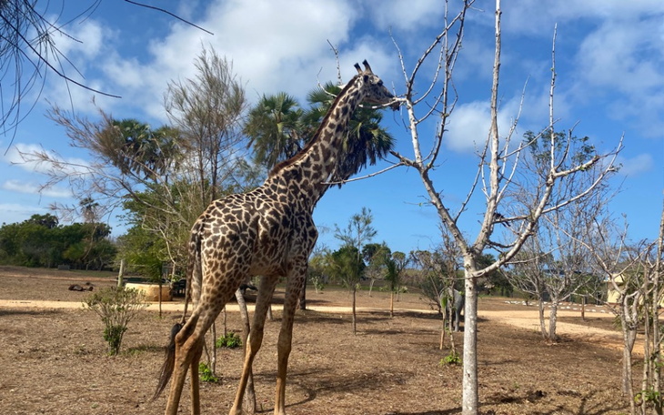 Zbiórka Pomoc zwierzakom w zoo w Kenii - zdjęcie główne