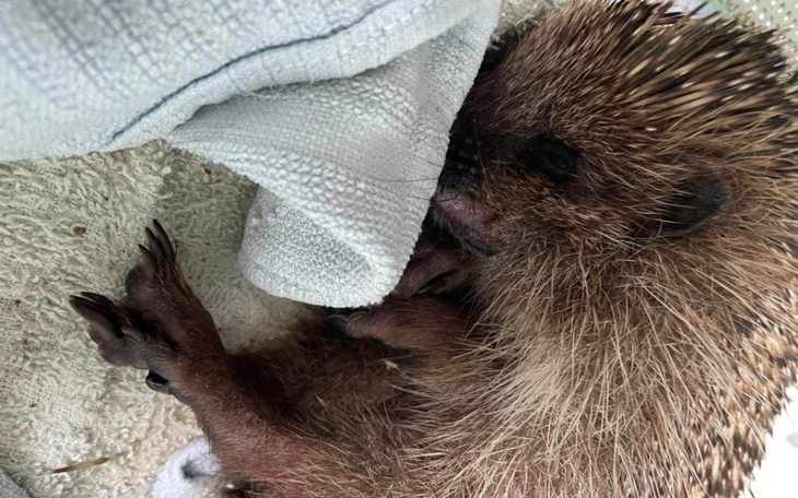 Zbiórka Na leczenie jeżyka - zdjęcie główne