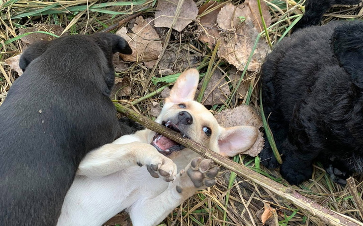 Zbiórka Szczeniakowe Faktury - zdjęcie główne