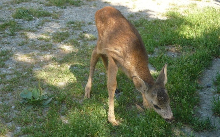 Sarna skubiąca trawę w słonecznym otoczeniu.