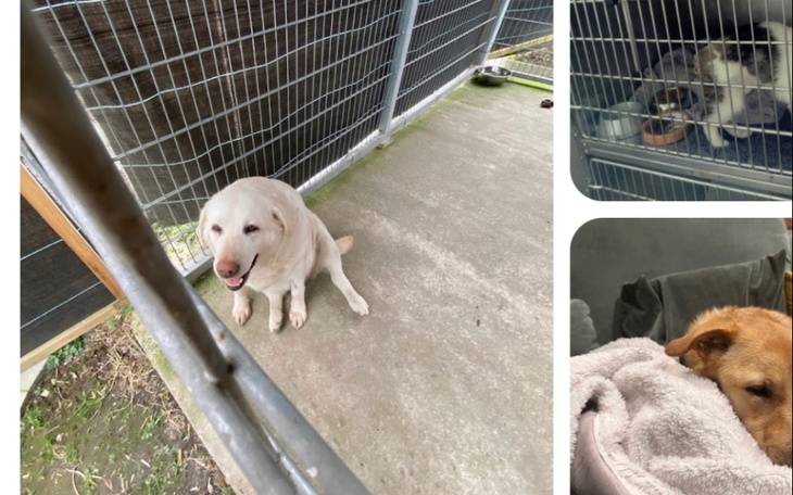 Zbiórka Kupno rzeczy dla schroniska - zdjęcie główne