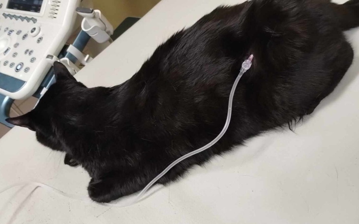 Zbiórka Chora trzustka kota Furczysława - zdjęcie główne