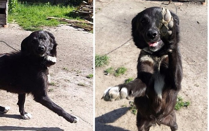 Zbiórka Sterylka,lepsze życie. Pomożesz? - zdjęcie główne