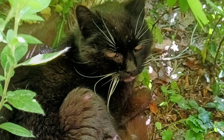 Zbiórka Leczenie kotki Znajdki - zdjęcie główne