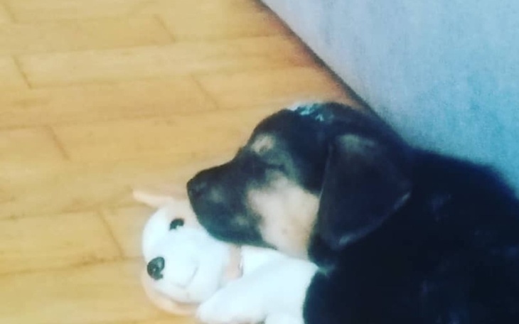 Zbiórka Zbieram dla bezdomnego psiaka - zdjęcie główne