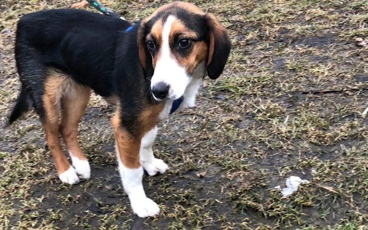 Zbiórka Uśpić psie dziecko bo smutne?? - zdjęcie główne