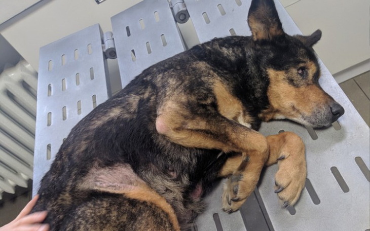 Zbiórka Ratujemy Babusie - zdjęcie główne