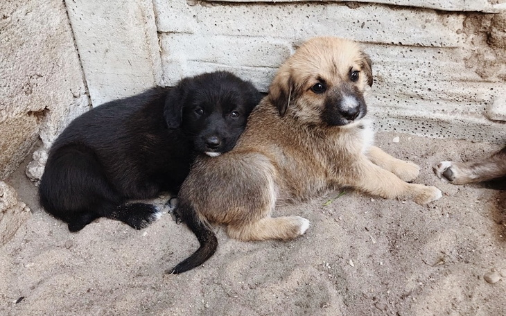 Zbiórka Na utrzymanie gromadki szczeniąt - zdjęcie główne