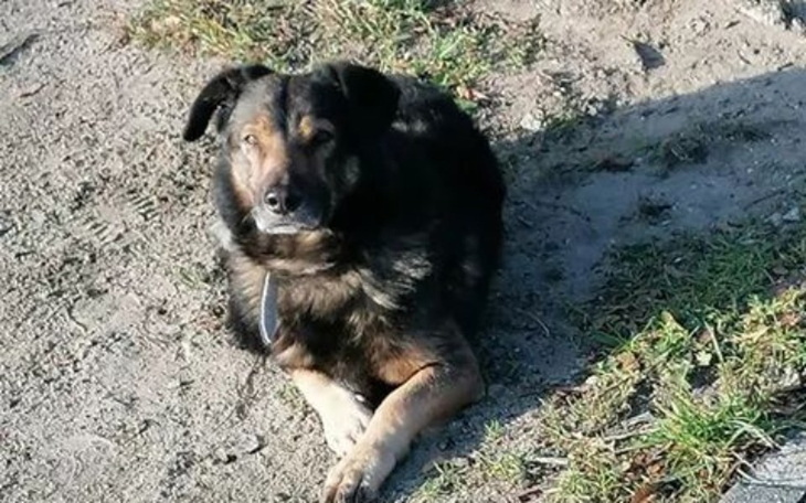 Zbiórka Lekarstwa dla psiaków bezdomnych - zdjęcie główne