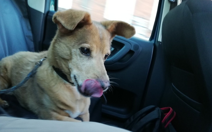 Zbiórka Szczepienie Rokiego i Gizma - zdjęcie główne