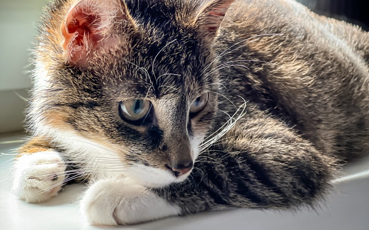 Zbiórka Pomóż Kiki odzyskać uśmiech - zdjęcie główne