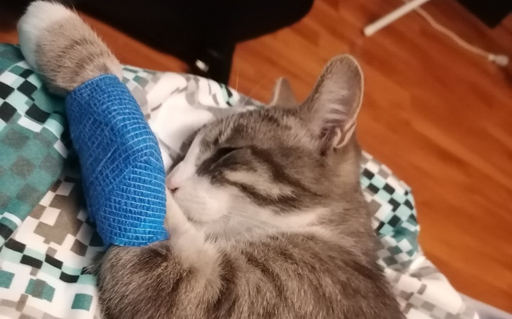 Zbiórka Operacja kocurka Kilera - zdjęcie główne