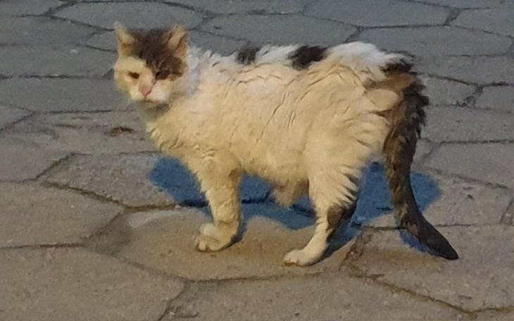 Zbiórka Podaruj mi szanse na dom - zdjęcie główne