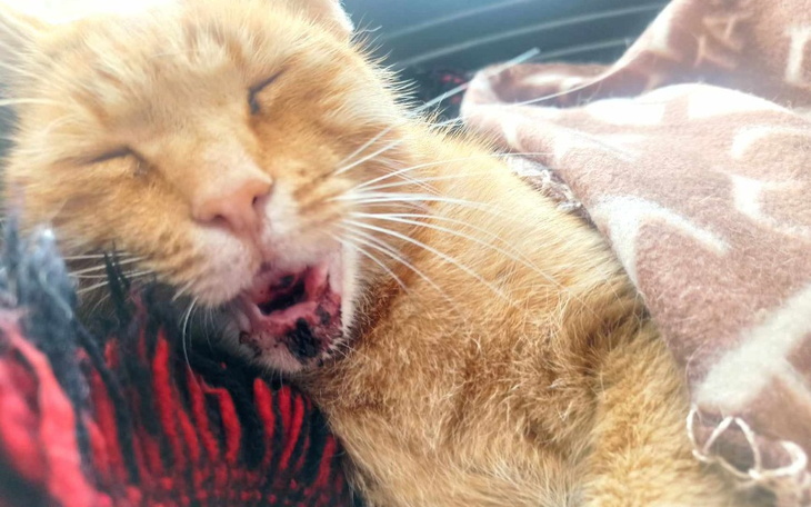 Rudy kot z zamkniętymi oczami, zrelaksowany w kocu.