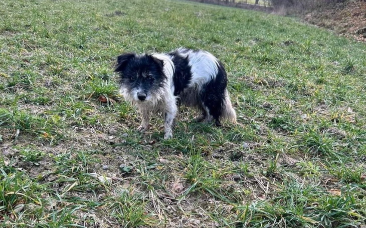 Zbiórka Transport Do Fundacji Dziadzia - zdjęcie główne