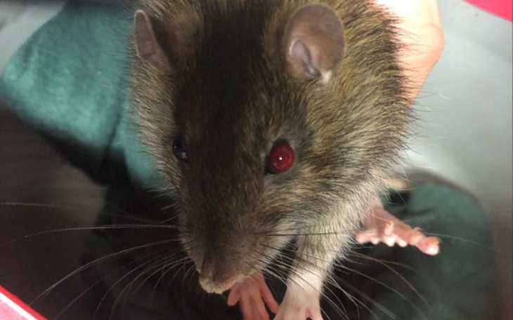 Zbiórka Leczenie szczura z Przytuliska - zdjęcie główne