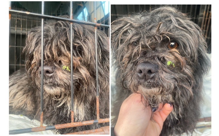 Zbiórka Togi-świąteczne porządki. - zdjęcie główne