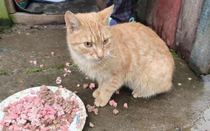Rudy kot siedzący obok miski z jedzeniem.