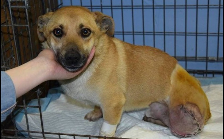 Pies w klatce, z uśmiechem na twarzy, wygląda na szczęśliwego.