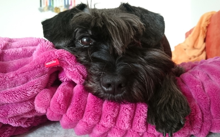 Zbiórka Koszty leczenia nowotworu Bubci - zdjęcie główne