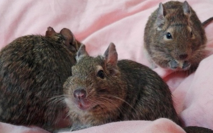 Zbiórka !Wybierz imię dla tymczasa! - zdjęcie główne