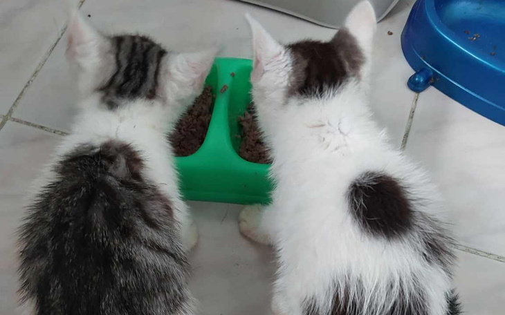 Zbiórka Aby nakarmić około 100 brzuszków - zdjęcie główne